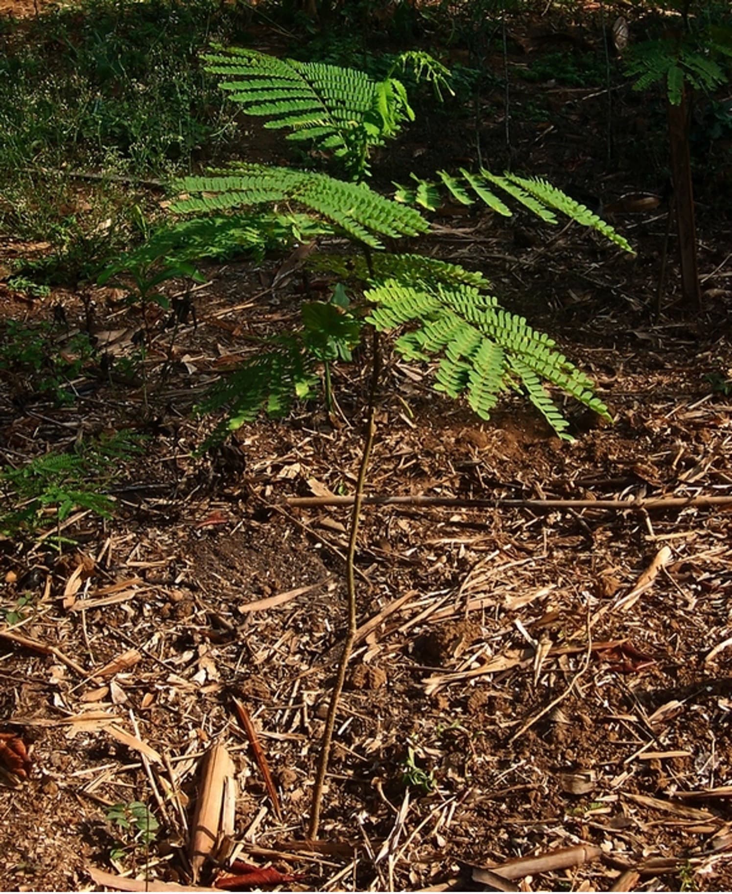Sengon Primadona Dunia Tambang